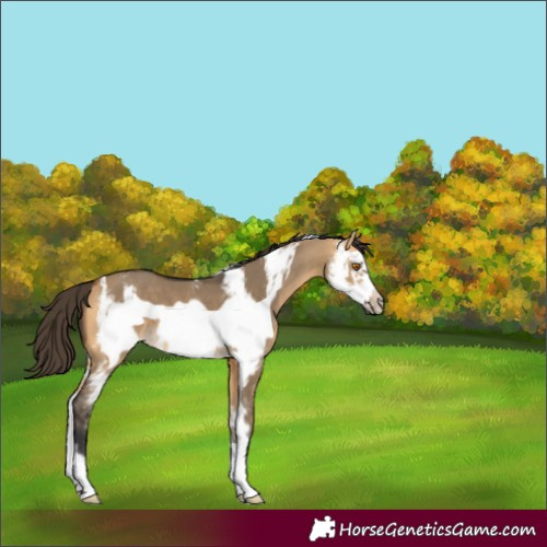 Horse Color:Buckskin Dun Sabino Frame 