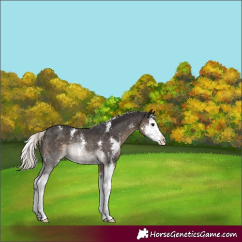 Horse Color:Silver Smoky Black Sabino Splash Rabicano 