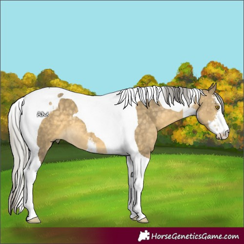 Horse Color:White Spotted Silver Buckskin Dun Tobiano 