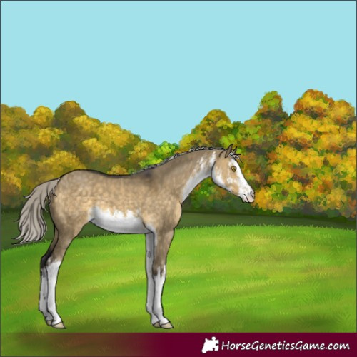 Horse Color:White Spotted Silver Buckskin Dun 