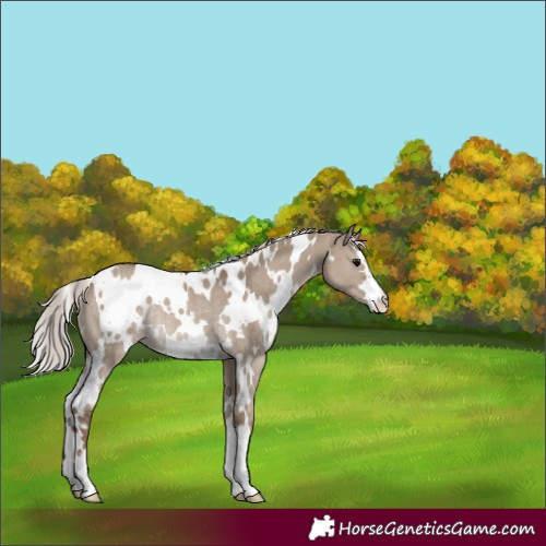 Horse Color:White Spotted Silver Grullo Rabicano 