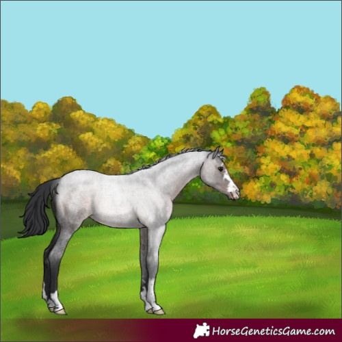 Horse Color:Brown Roan Rabicano 