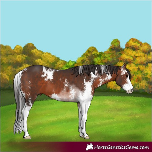 Horse Color:Brown Sabino