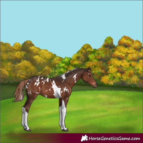 Horse Color:White Spotted Liver Chestnut Tobiano