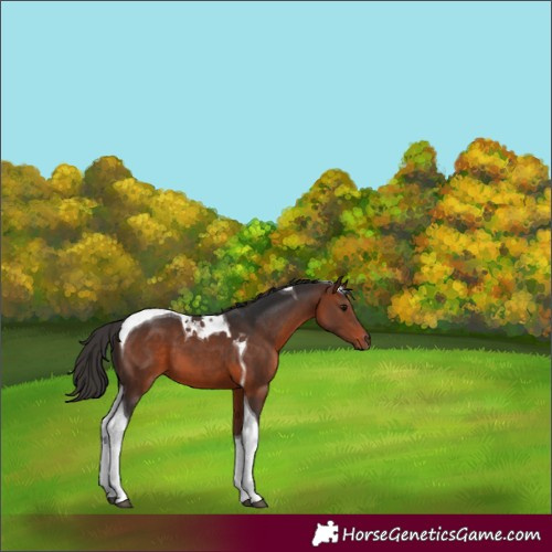 Horse Color:Bay Tobiano 