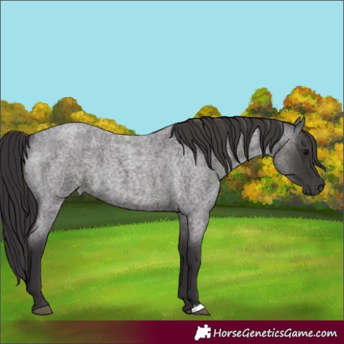 Horse Color:Smoky Blue Roan 