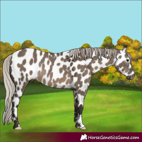 Horse Color:Gray Silver Grullo Appaloosa Rabicano 