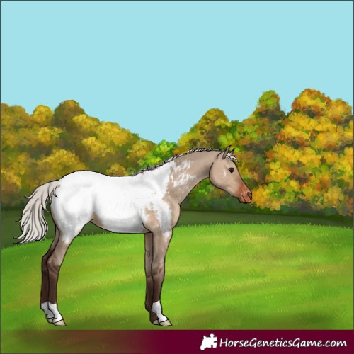 Horse Color:Silver Brown Dun Appaloosa 