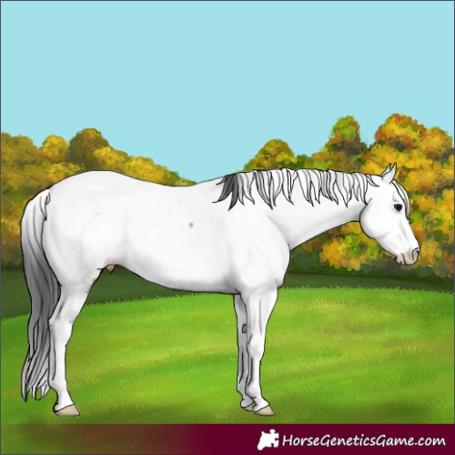 Horse Color:Grullo Sabino Fewspot Rabicano