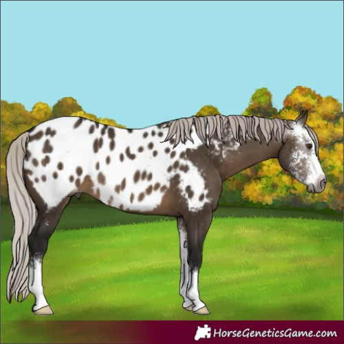 Horse Color:Gray Silver Brown Dun Sabino Near Leopard