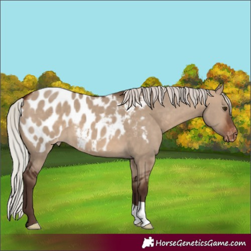 Horse Color:Silver Brown Dun Appaloosa 