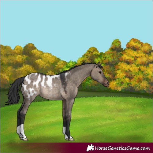 Horse Color:Brown Dun Appaloosa Rabicano 
