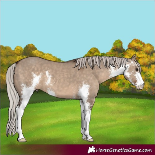 Horse Color:Silver Brown Dun Sabino 