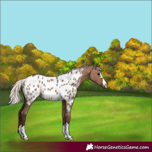 Horse Color:Silver Brown Dun Appaloosa 