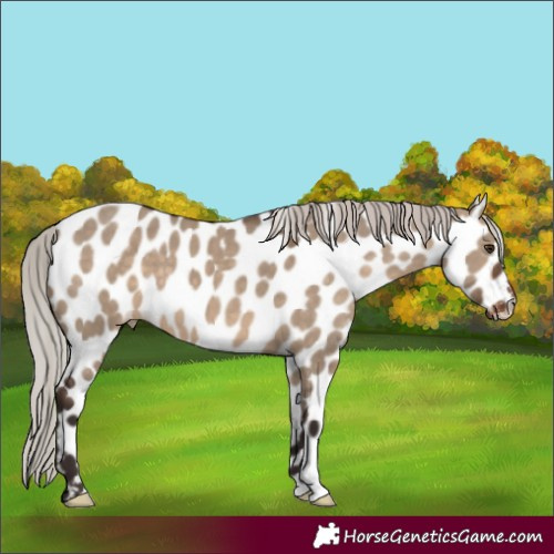 Horse Color:Silver Brown Dun Leopard