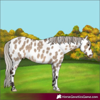Horse Color:Silver Brown Dun Leopard 