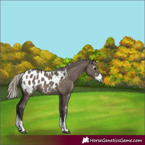 Horse Color:Gray Silver Grullo Sabino Appaloosa 