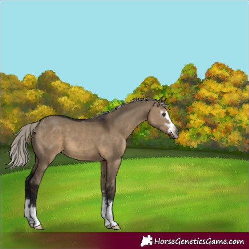 Horse Color:Gray Silver Brown Dun 