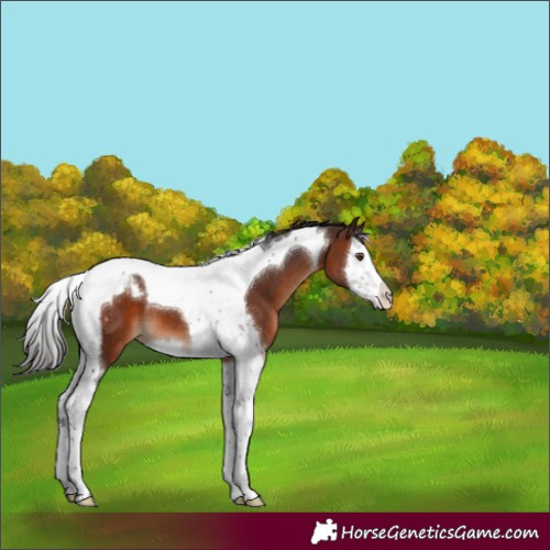 Horse Color:Brown Splash Tobiano Appaloosa 
