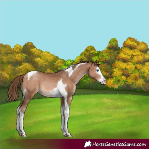 Horse Color:White Spotted Brown Pearl Splash Tobiano 