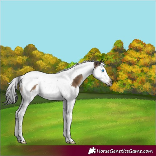 Horse Color:Gray Brown Dun Splash Tobiano 