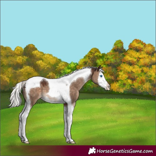 Horse Color:Silver Brown Dun Splash Tobiano Appaloosa 