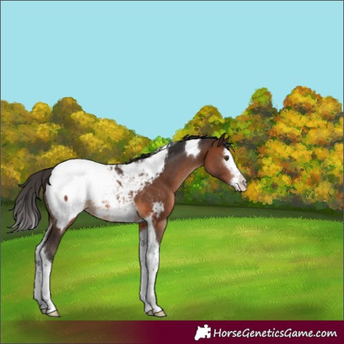 Horse Color:Brown Splash Tobiano Appaloosa 