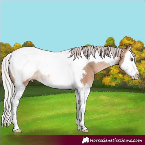 Horse Color:Silver Brown Dun Splash Tobiano Near Fewspot 