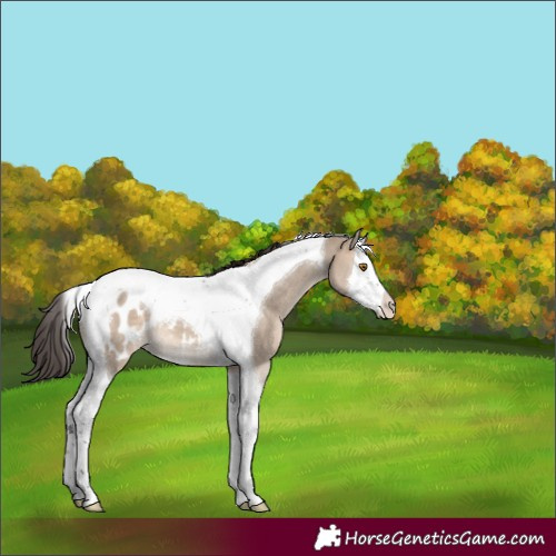 Horse Color:Bay Dun Splash Tobiano Appaloosa 