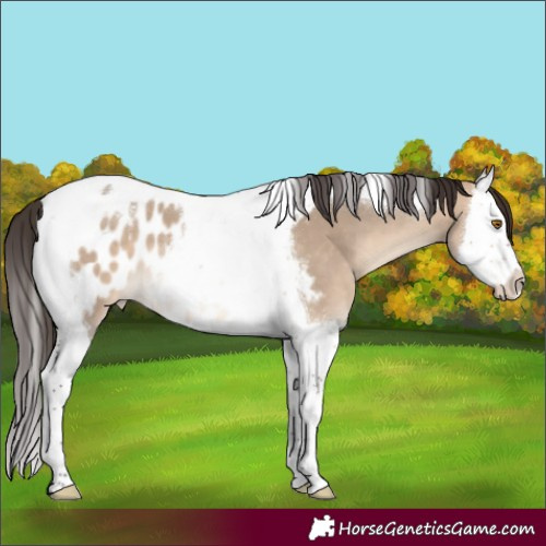 Horse Color:Bay Dun Splash Tobiano Near Leopard 