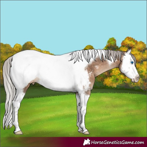 Horse Color:Silver Brown Dun Splash Tobiano Near Fewspot