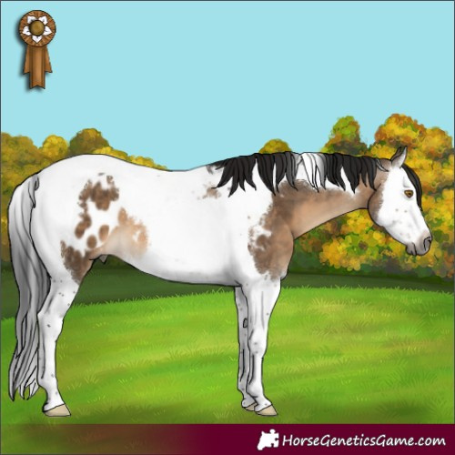 Horse Color:Gray Brown Dun Splash Tobiano Near Leopard 