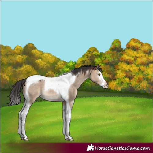Horse Color:Brown Dun Splash Tobiano 