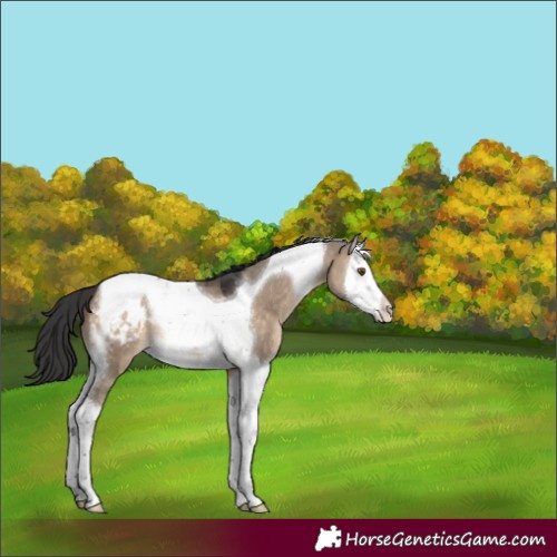 Horse Color:Brown Dun Splash Tobiano Appaloosa 