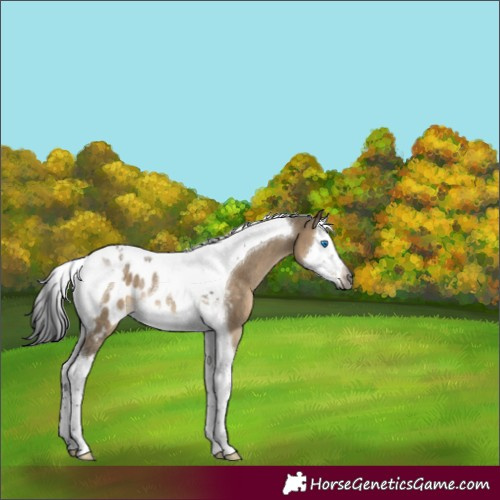 Horse Color:Gray Brown Dun Splash Tobiano Appaloosa Rabicano