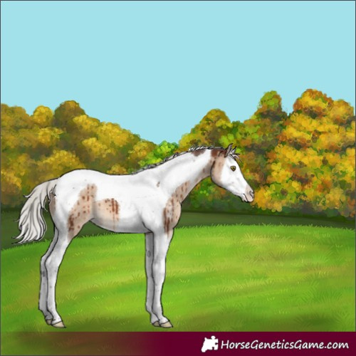 Horse Color:Silver Brown Dun Sabino Splash Tobiano Brindle 