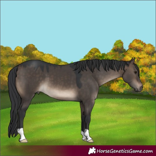 Horse Color:Brown Dun