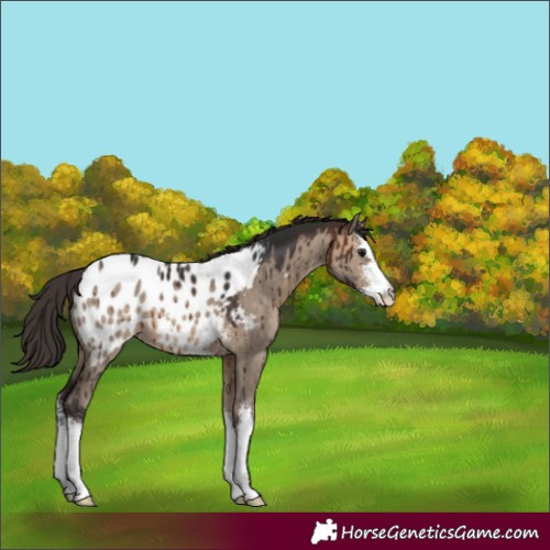 Horse Color:Brown Dun Sabino Appaloosa Brindle