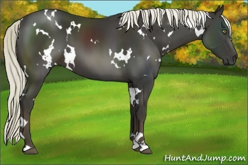 Horse Color:White Spotted Liver Chestnut 