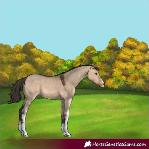 Horse Color:Bay Dun Sabino 