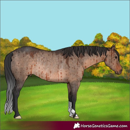 Horse Color:Brown Dun Mushroom Rabicano Brindle