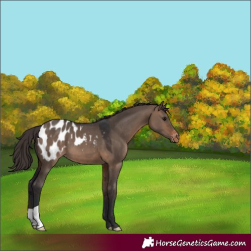Horse Color:Brown Dun Appaloosa 
