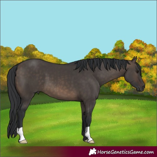 Horse Color:Brown Dun
