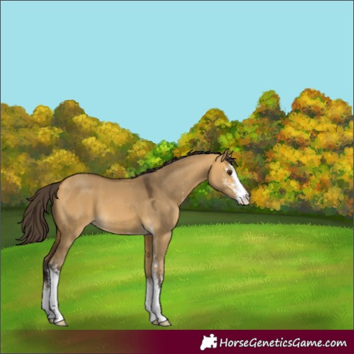 Horse Color:Buckskin Dun Sabino 