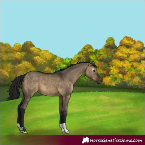 Horse Color:Gray Brown Dun 