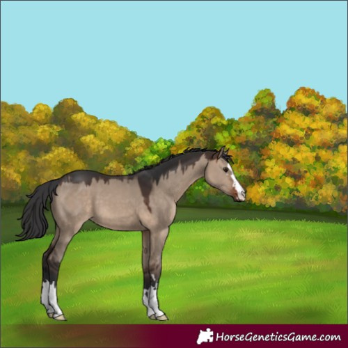 Horse Color:Brown Dun 