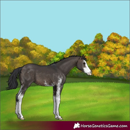 Horse Color:Brown Dun Sabino 