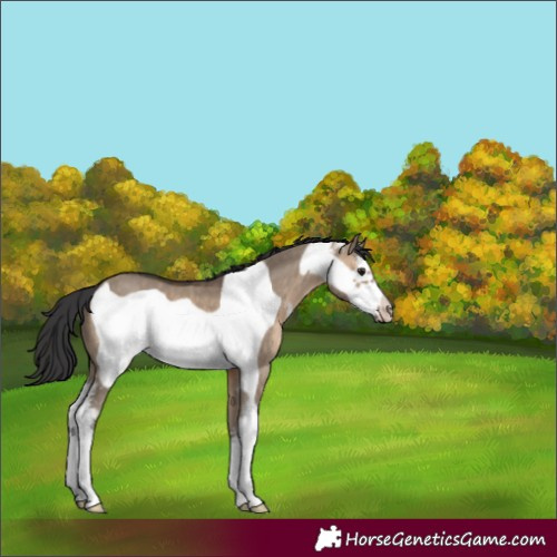Horse Color:Brown Dun Sabino Frame 