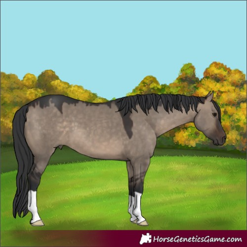 Horse Color:Brown Dun 