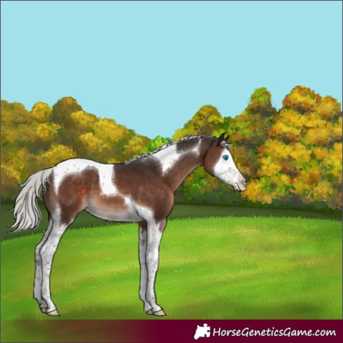 Horse Color:Silver Brown Mushroom Splash Tobiano 
